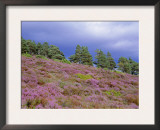 Pine Woodland and Heather, Abernethy RSPB Reserve, Cairngorms National Park, Scotland, UK Posters by Pete Cairns