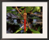 Dragonfly in Ankarana Reserve, Madagascar Prints by Pete Oxford