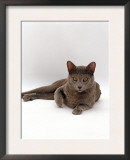 Domestic Cat, One-Year Blue Siamese Burmese Cross Posters by Jane Burton