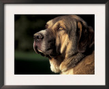 Spanish Mastiff Portrait Posters by Adriano Bacchella