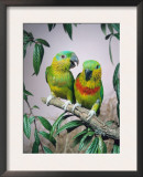 Salvadori's Fig Parrots, Pair (Psittaculirostris Salvadorii) Prints by  Reinhard