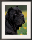 Black Neopolitan Mastiff Portrait Posters by Adriano Bacchella