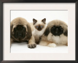 Pekingese and English Mastiff Puppies with Birman-Cross Kitten Prints by Jane Burton