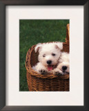 Domestic Dogs, Four West Highland Terrier / Westie Puppies in a Basket Prints by Adriano Bacchella