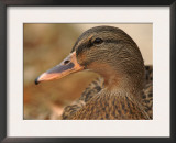 Female Mallard Head Close-Up, USA Poster by Lawrence Michael