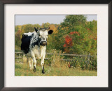 Randall Blue Lineback, Rare Breed of Domestic Cattle, Connecticut, USA Posters by Lynn M. Stone