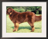 Brown Newfoundland Standing in Show Stack / Pose Posters by Adriano Bacchella