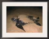 Leatherback Turtle Female Laying Eggs at Night, Matura Beach, Trinidad Prints by Pete Oxford