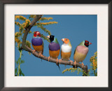 Four Gouldian Finches Prints by Petra Wegner