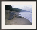 Leatherback Turtle Returning to Sea after Laying Eggs, Grand Riviere, Trinidad Art by Pete Oxford