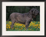 Black Neopolitan Mastiff Standing in Show Stack / Pose in Field Prints by Adriano Bacchella