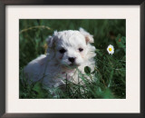 Maltese Puppy Sitting in Grass Near a Daisy Prints by Adriano Bacchella