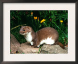 Weasel (Mustela Nivalis) Europe Posters by  Reinhard