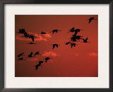 Common Crane, Flock Flying, Silhouettes at Sunset, Pusztaszer, Hungary Print by Bence Mate