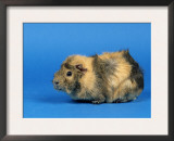 Three Red Abyssinian Guinea Pigs Prints by Petra Wegner