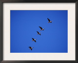Five White Fronted Geese in Formation Flight, Estonia Poster by Niall Benvie