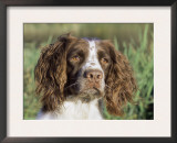 English Springer Spaniel Dog, USA Prints by Lynn M. Stone