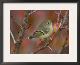 Ruby Crowned Kinglet, Adult in Black Hawthorn, Grand Teton National Park, Wyoming, USA Prints by Rolf Nussbaumer