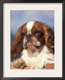 King Charles Cavalier Spaniel Adult Portrait Posters by Adriano Bacchella
