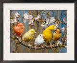 Five Canaries of Different Colours Art by  Reinhard