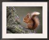 Red Squirrel, Angus, Scotland, UK Prints by Niall Benvie