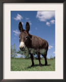 Domestic Donkey, Wisconsin, USA Posters by Lynn M. Stone