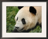 Giant Panda, Female Portrait Prints by Eric Baccega