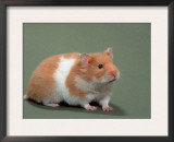 Golden Hamster Prints by De Meester