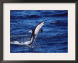 Pacific White Sided Dolphin Tail Walking, Monterey Bay USA Prints by Todd Pusser