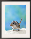 Studio Portrait of Gerbil Posters by  Steimer