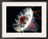 (Periphylla Sp) Jellyfish, Deep Sea Atlantic Ocean Posters by David Shale
