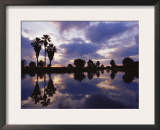 Palm Trees Silhouetted by Water at Sunset, Texas, USA Posters by Rolf Nussbaumer