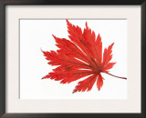Japanese Maple Leaf in Autumn Colours Poster by Petra Wegner