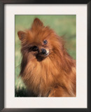 Pomeranian with Head Cocked to One Side Prints by Adriano Bacchella