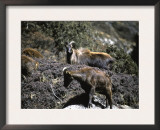 Wild Goats, Nepal Posters by Michael Brown