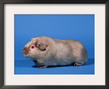 Lilac English Guinea Pig Posters by Petra Wegner