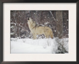 Portrait of Grey Wolf Howling in the Snow Prints by Lynn M. Stone