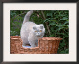 Scottish Fold Blue-Cream Cat Poster by De Meester