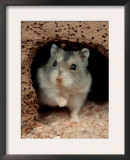 Dwarf Hamster Prints by Petra Wegner