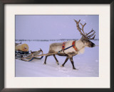 Reindeer, Pulling Sledge, Saami Easter, Norway Prints by Staffan Widstrand