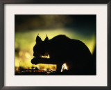 Young Male European Lynx Cleaning Paw Silhouetted in Broadleaf Woodland, Bohemia, Czech Republic Prints by Niall Benvie