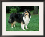 Outdoor Portrait of Collie Dog Prints by Petra Wegner