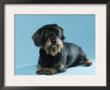 Wire-Haired Dachshund Posters by Petra Wegner