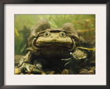 Giant Titicaca Lake Frog, Lake Titicaca, Bolivia / Peru Print by Peter Oxford