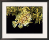 Sargassum Frogfish (Histrio Histrio) on Sargassum Seaweed off Cape Verde Islands, Atlantic Poster by David Shale