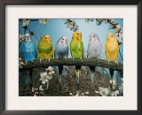 Six Budgerigars (Melopsittacus Undulatus) Prints by  Reinhard