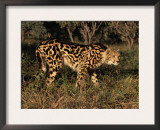 King Cheetah (Acinonyx Jubatus), De Wildt Game Park, South Africa Prints by Tony Heald