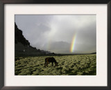 Horse with Rainbow, Tibet Posters by Michael Brown