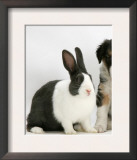Tricolour Border Collie Puppy with Blue Dutch Rabbit Posters by Jane Burton