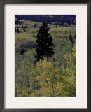 Fall Colors, Boulder Prints by Michael Brown